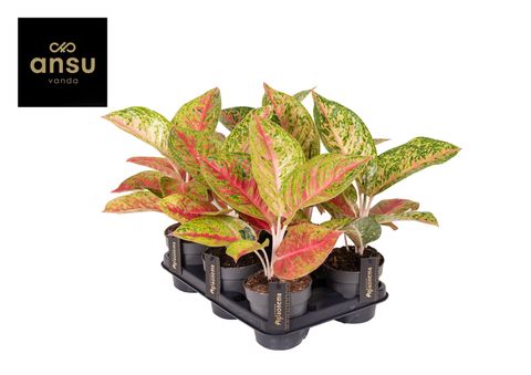 Aglaonema 'Grand Poppy'