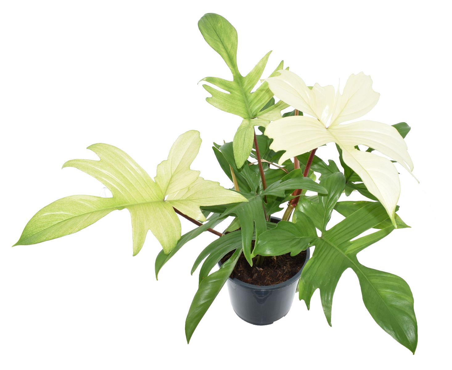 Philodendron FLORIDA GHOST Plant Wholesale FlorAccess nys-oca-attorney-registration