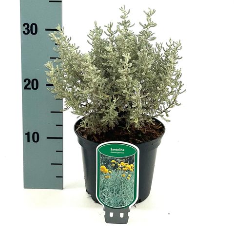 Santolina chamaecyparissus