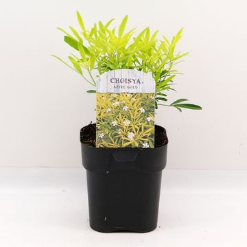 Choisya 'Aztec Gold'