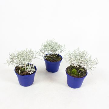 Leucophyta brownii