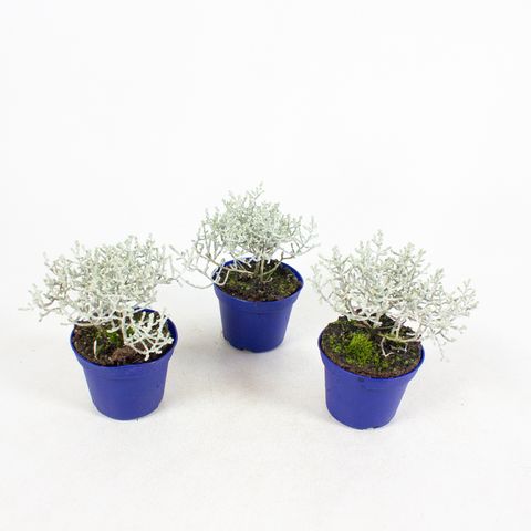 Leucophyta brownii