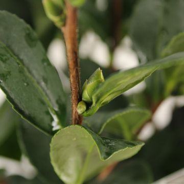Camellia x vernalis 'Yuletide'