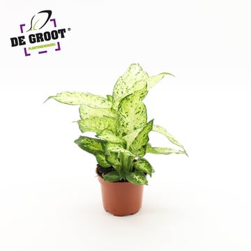 Dieffenbachia 'Amy'