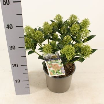 Skimmia japonica 'Марло'