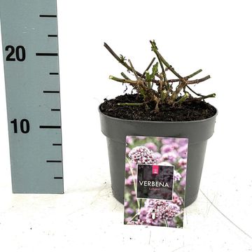 Verbena bonariensis 'Lollipop'