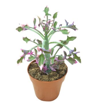 Senecio articulatus 'Variegata'