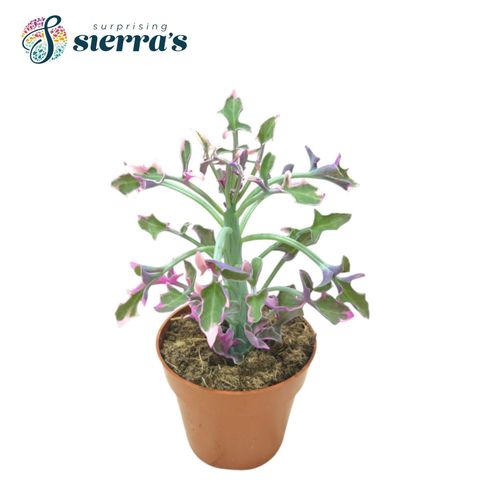 Senecio articulatus 'Variegata'