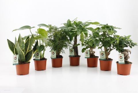 Houseplants MIX
