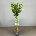 Prunus laurocerasus SOFIA