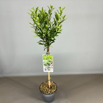 Prunus laurocerasus SOFIA