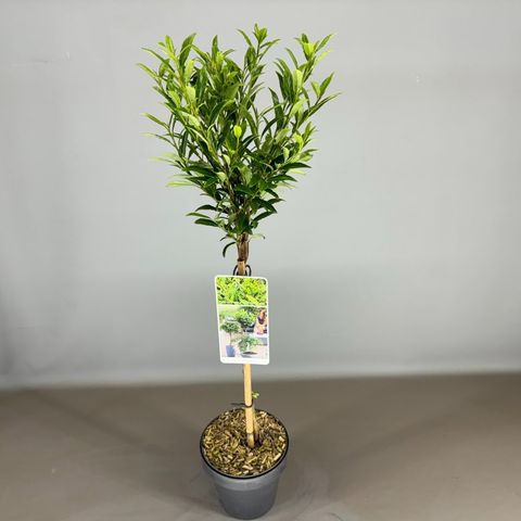 Prunus laurocerasus SOFIA