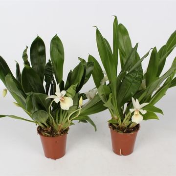 Cochleanthes MIX