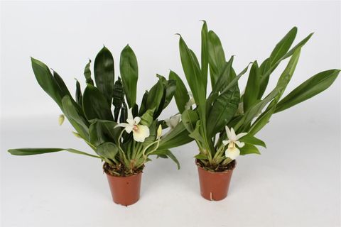 Cochleanthes MIX