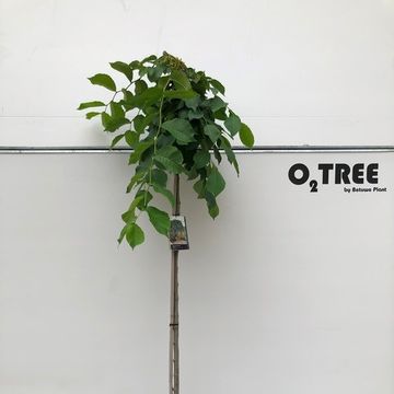 Ulmus 'Camperdownii'