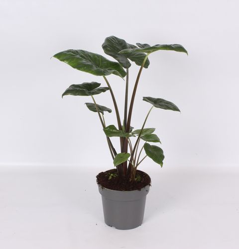 Alocasia 'Green Hornet'