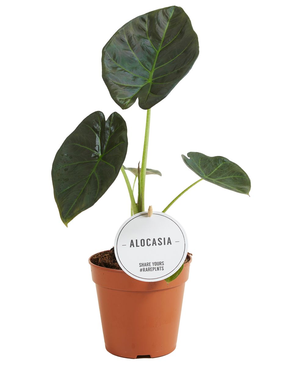 Alocasia 'Regal Shields' — Plant Wholesale FlorAccess