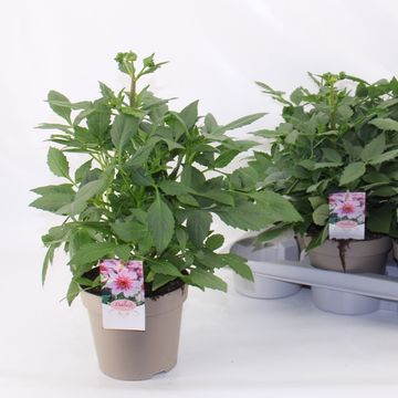Dahlia DALINA MAXI STARBURST PINK