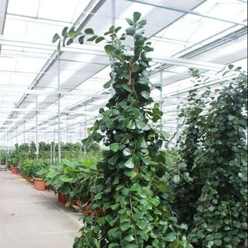 Ficus natalensis 'Trinova'