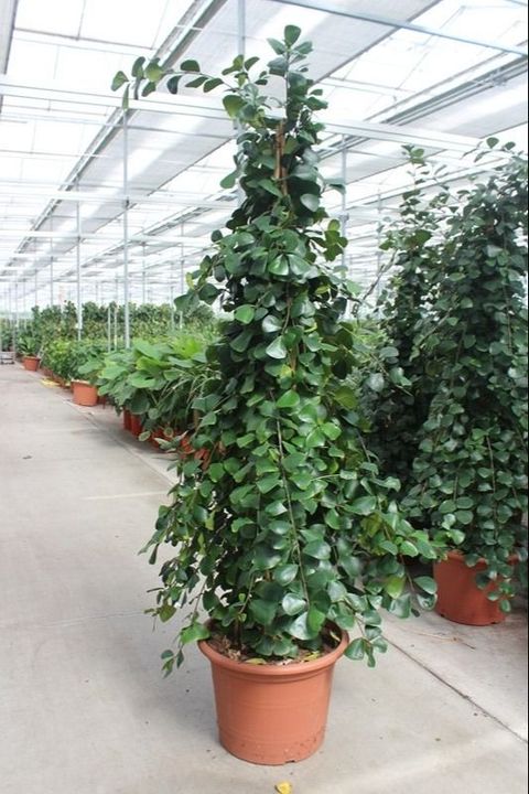 Ficus natalensis 'Trinova'