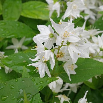 Deutzia gracilis