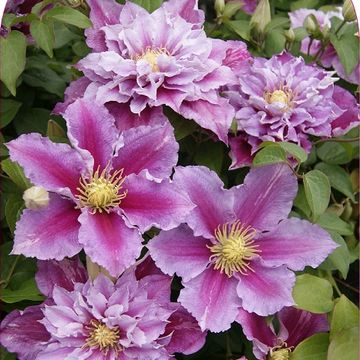 Clematis 'Пиилу' (EL)