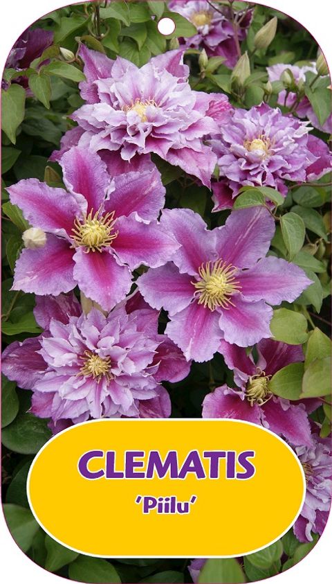 Clematis 'Пиилу' (EL)