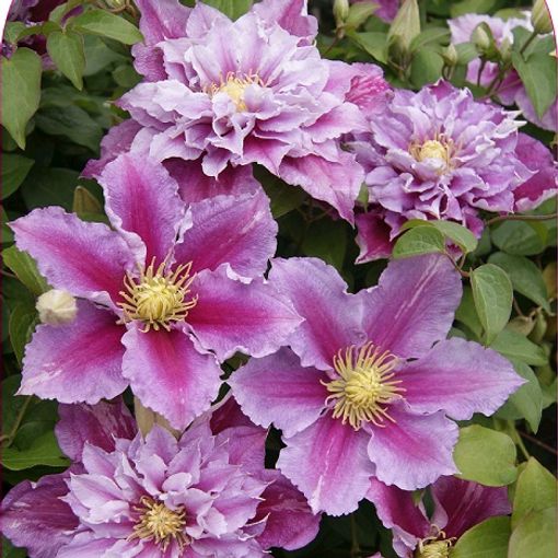 Clematis 'Пиилу' (EL)