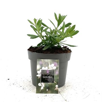 Gaura lindheimeri 'Snowbird'