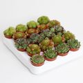 Sempervivum MIX