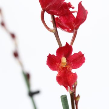 x Howeara Lava Burst