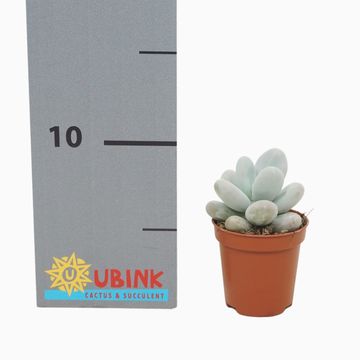Pachyphytum oviferum