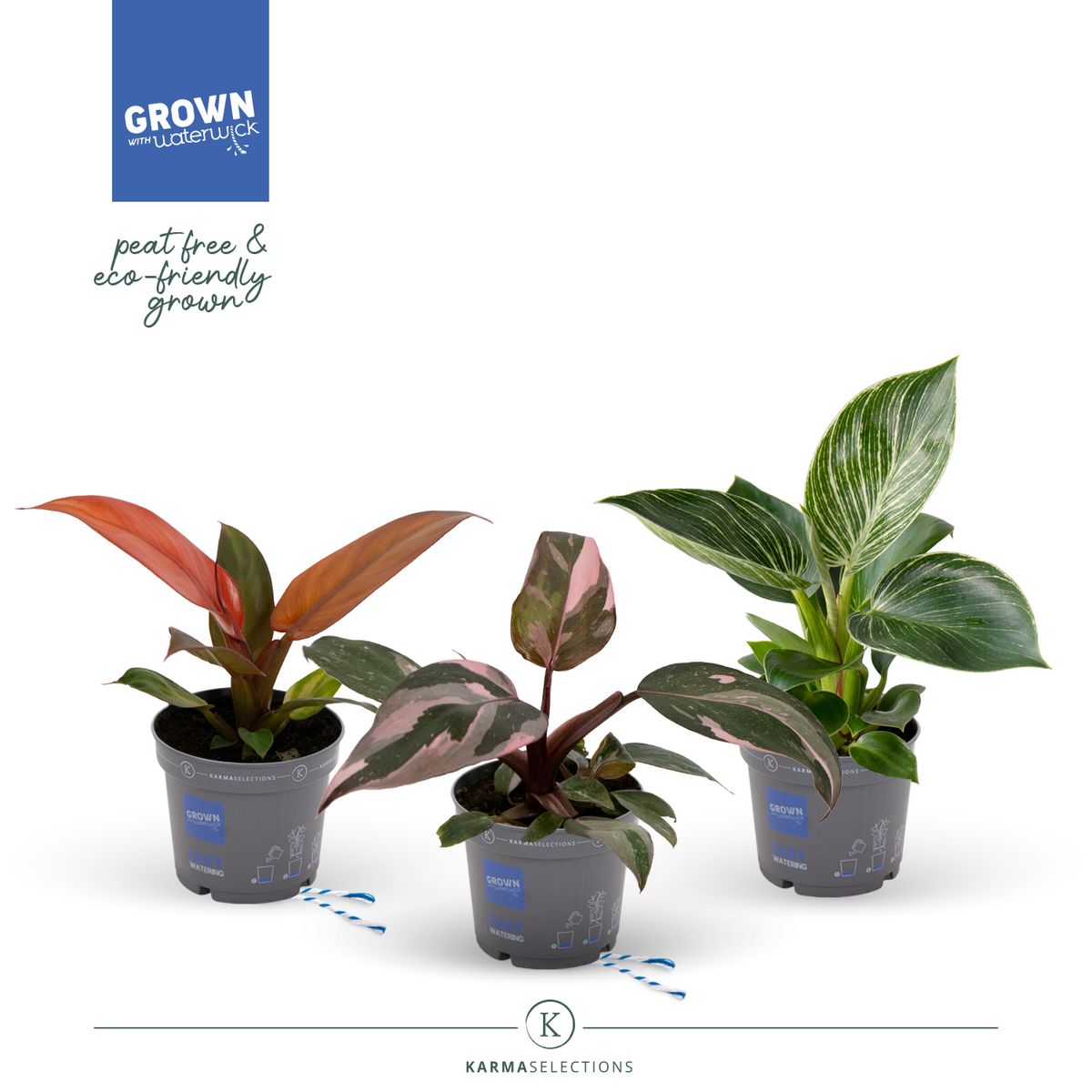 Philodendron MIX — Plant Wholesale FlorAccess - Low-Light Philodendron Potting Mix
