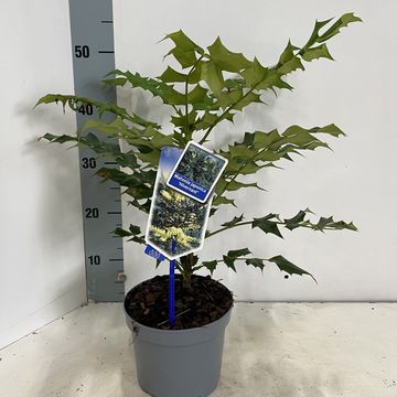 Mahonia japonica 'Hivernant'