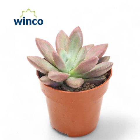 x Graptoveria 'Rosie Crow'
