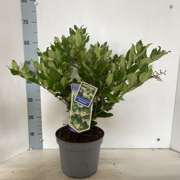 Ligustrum japonicum 'Тексанум'