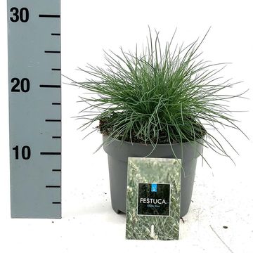 Festuca glauca 'Elijah Blue'