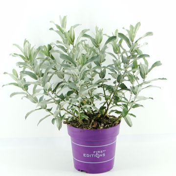 Ива candida ICEBERG ALLEY