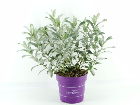 Ива candida ICEBERG ALLEY