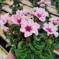 Cyclamen persicum ILLUSIA LIGHT WITH EYE