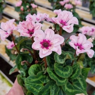 Cyclamen persicum ILLUSIA LIGHT WITH EYE
