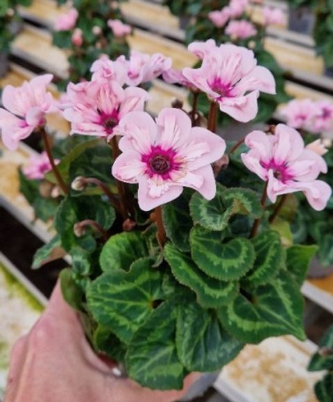 Cyclamen persicum ILLUSIA LIGHT WITH EYE