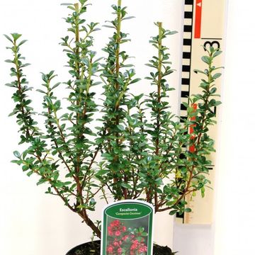 Escallonia 'Compacta Coccinea'