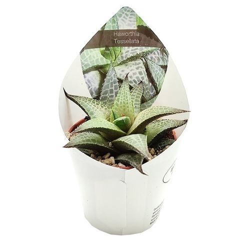 Haworthia venosa tessellata