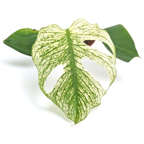 Monstera 'Devil Monster'