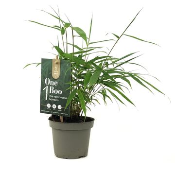 Fargesia robusta 'Pingwu'