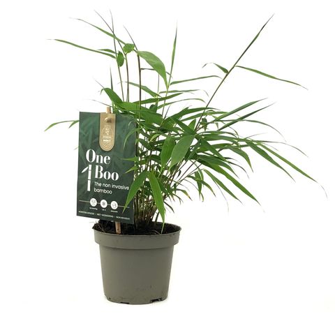 Fargesia robusta 'Pingwu'