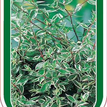 Abelia x grandiflora CONFETTI