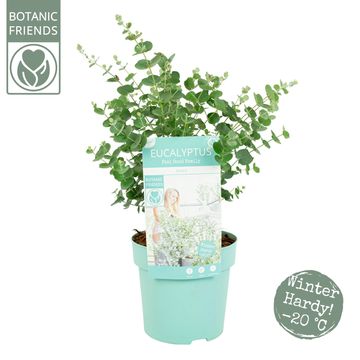 Eucalyptus gunnii AZURA