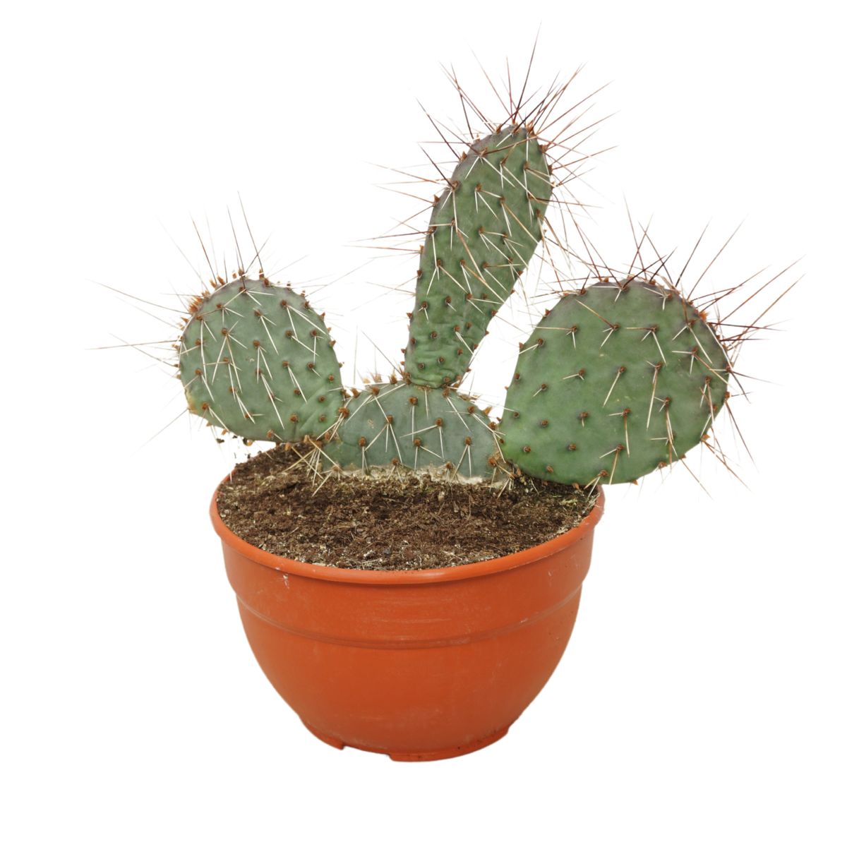 Opuntia macrorhiza 'Chloe' — Plant Wholesale FlorAccess